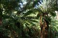 Tree fern gully, Pirianda Gardens IMG_7215